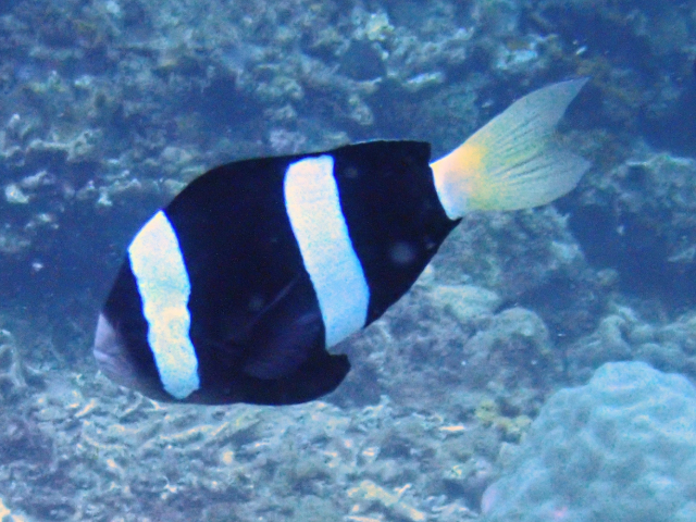 Clark's Anemonefish<br><span style='font-size:12px'><i>Dave & Rose</i></span>