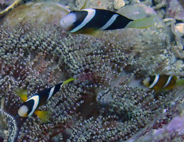 Click to View Clark's Anemonefish<br><span style='font-size:12px'><i>Dave & Rose</i></span>