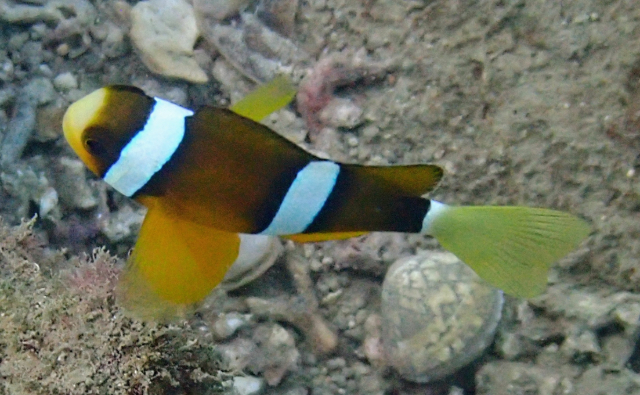 Click to View Clark's Anemonefish<br><span style='font-size:12px'><i>Dave & Rose</i></span>