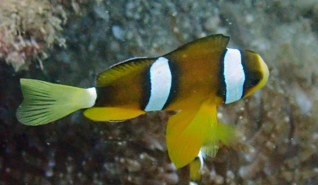 Click to View Clark's Anemonefish<br><span style='font-size:12px'><i>Dave & Rose</i></span>