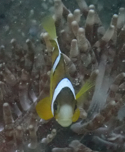 Click to View Clark's Anemonefish<br><span style='font-size:12px'><i>Dave & Rose</i></span>