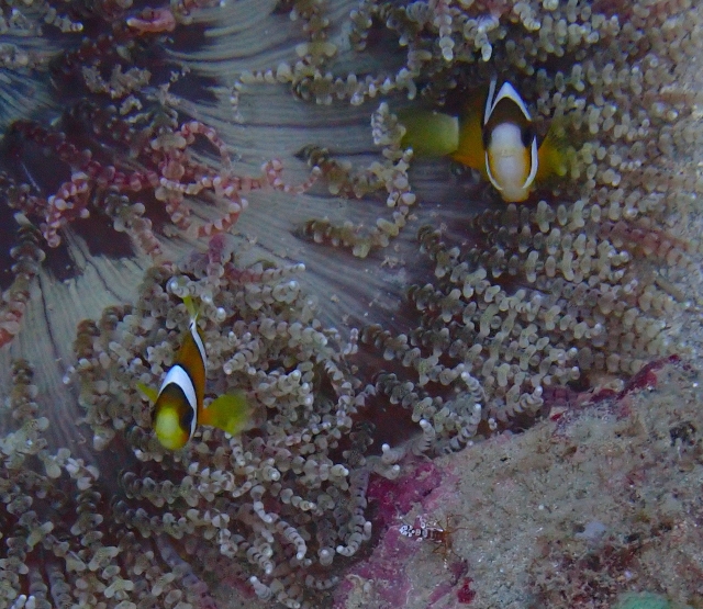 Click to View Clark's Anemonefish<br><span style='font-size:12px'><i>Dave & Rose</i></span>