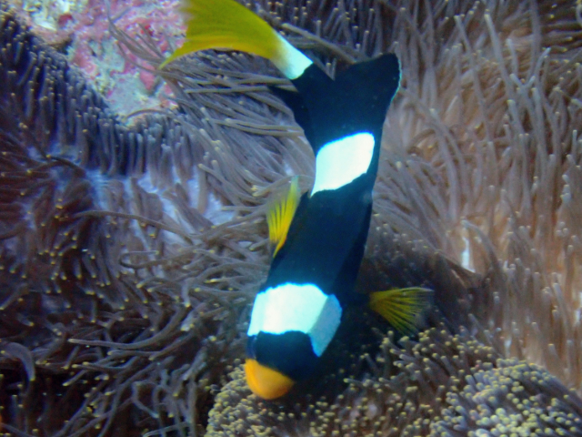 Click to View Clark's Anemonefish<br><span style='font-size:12px'><i>Dave & Rose</i></span>