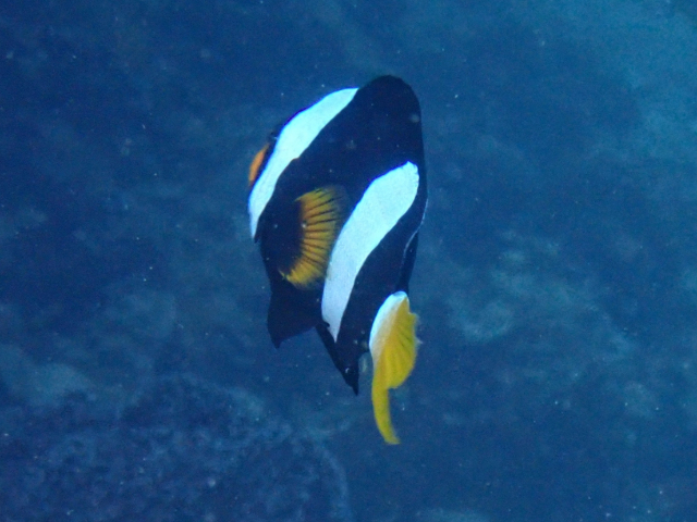 Click to View Clark's Anemonefish<br><span style='font-size:12px'><i>Dave & Rose</i></span>