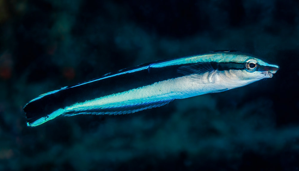 Click to View Cleaner mimic<br><span style='font-size:12px'><i>iNaturalist</i></span>