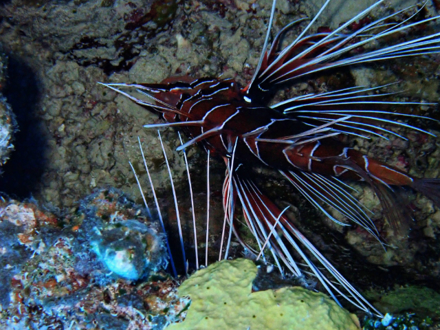 Click to View Clearfin Lionfish<br><span style='font-size:12px'><i>Dave & Rose</i></span>
