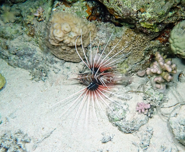 Click to View Clearfin Lionfish<br><span style='font-size:12px'><i>Dave & Rose</i></span>