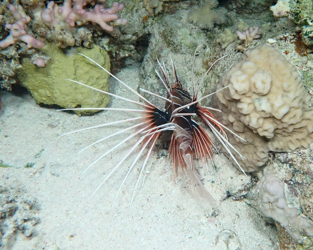 Click to View Clearfin Lionfish<br><span style='font-size:12px'><i>Dave & Rose</i></span>