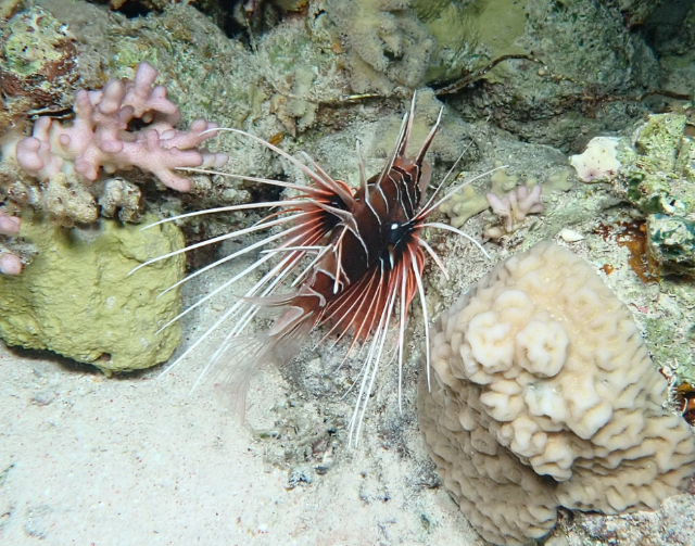 Click to View Clearfin Lionfish<br><span style='font-size:12px'><i>Dave & Rose</i></span>