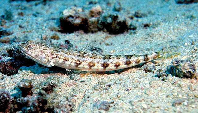 Click to View Clearfin Lizardfish<br><span style='font-size:12px'><i>Fishbase</i></span>
