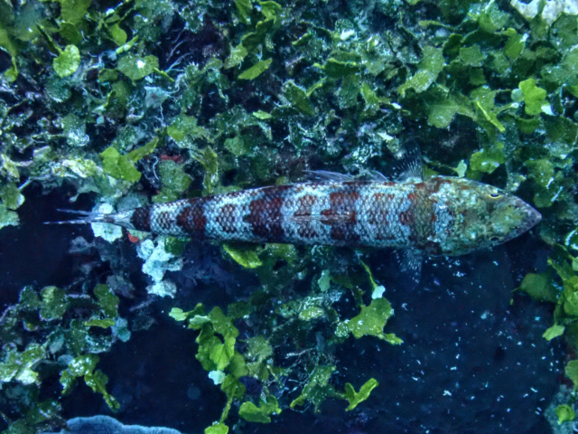 Click to View Clearfin Lizardfish<br><span style='font-size:12px'><i>Dave & Rose</i></span>