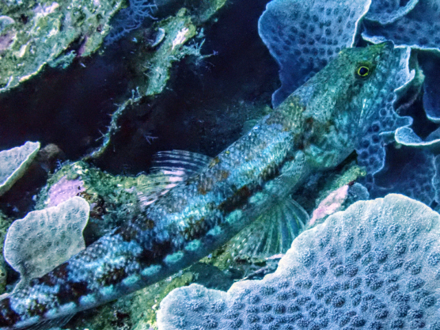 Click to View Clearfin Lizardfish<br><span style='font-size:12px'><i>Dave & Rose</i></span>