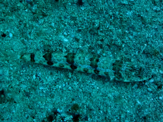Click to View Clearfin Lizardfish<br><span style='font-size:12px'><i>Dave & Rose</i></span>