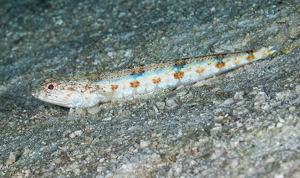 Click to View Clearfin Lizardfish<br><span style='font-size:12px'><i>Fishbase</i></span>