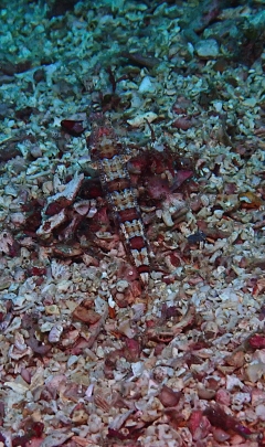 Click to View Clearfin Lizardfish<br><span style='font-size:12px'><i>Dave & Rose</i></span>