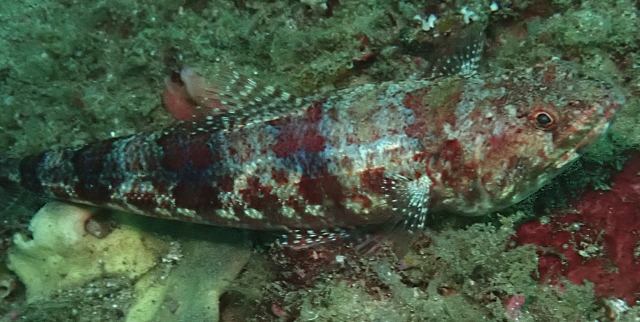 Click to View Clearfin Lizardfish<br><span style='font-size:12px'><i>Dave & Rose</i></span>