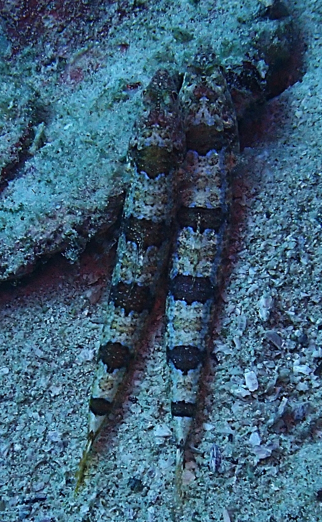 Click to View Clearfin Lizardfish<br><span style='font-size:12px'><i>Dave & Rose</i></span>