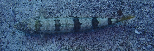 Click to View Clearfin Lizardfish<br><span style='font-size:12px'><i>Dave & Rose</i></span>