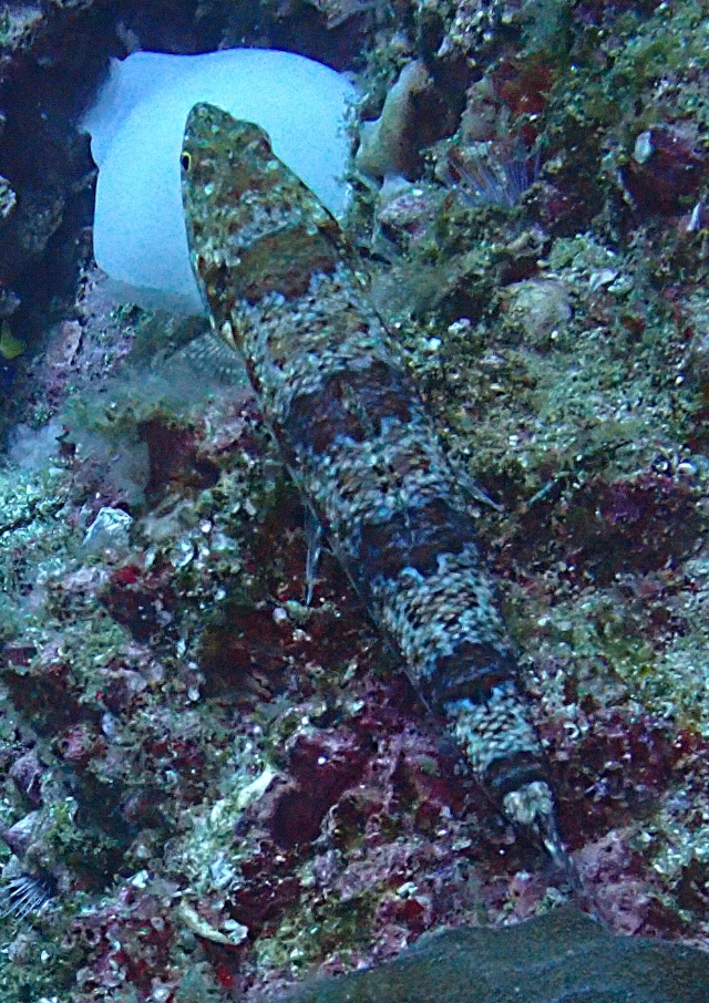 Click to View Clearfin Lizardfish<br><span style='font-size:12px'><i>Dave & Rose</i></span>