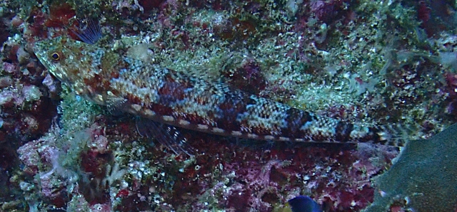 Click to View Clearfin Lizardfish<br><span style='font-size:12px'><i>Dave & Rose</i></span>