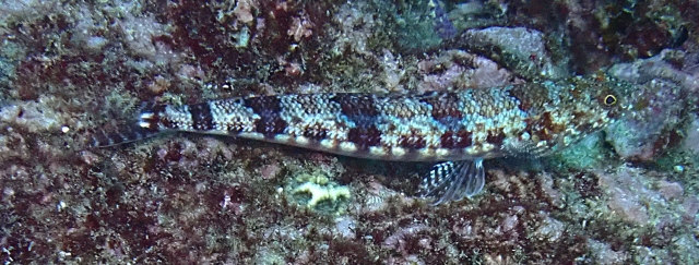 Click to View Clearfin Lizardfish<br><span style='font-size:12px'><i>Dave & Rose</i></span>