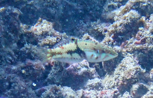 Click to View Cloud Wrasse<br><span style='font-size:12px'><i>Dave & Rose</i></span>