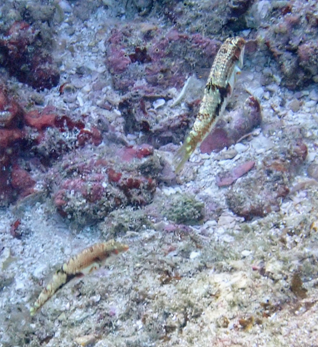 Click to View Cloud Wrasse<br><span style='font-size:12px'><i>Dave & Rose</i></span>