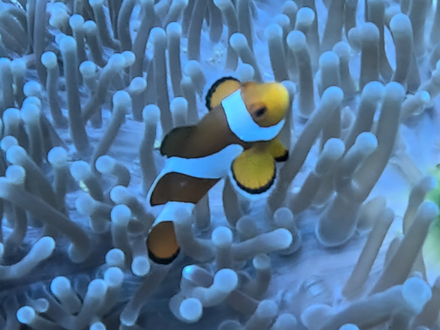 Clown Anemonefish<br><span style='font-size:12px'><i>Dave & Rose</i>&nbsp&nbspPhilippines&nbsp&nbsp26th Apr 2026</span>