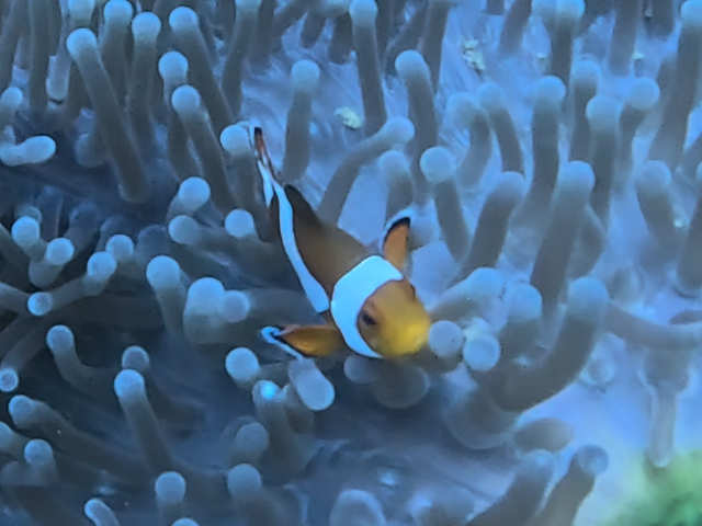 Clown Anemonefish<br><span style='font-size:12px'><i>Dave & Rose</i></span>