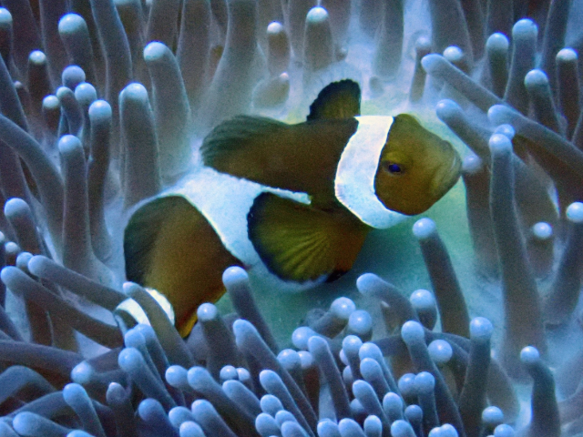 Clown Anemonefish<br><span style='font-size:12px'><i>Dave & Rose</i></span>