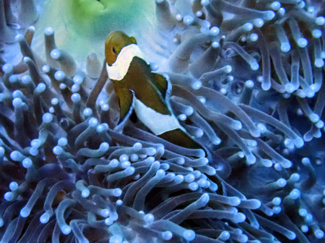 Clown Anemonefish<br><span style='font-size:12px'><i>Dave & Rose</i></span>