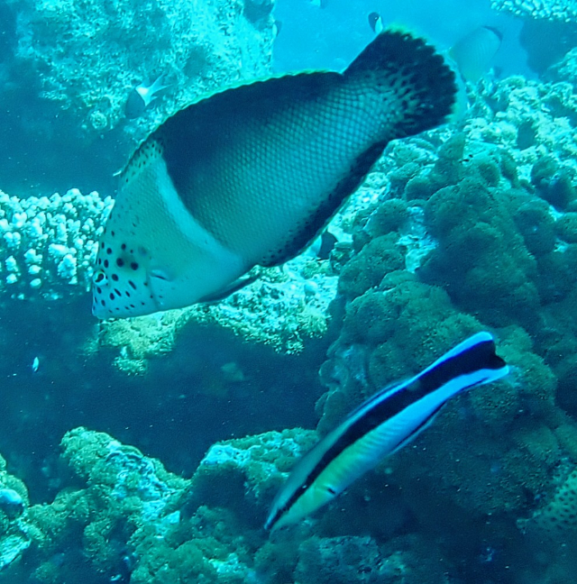 Click to View Clown Coris ♀ w Cleaner Wrasse<br><span style='font-size:12px'><i>Dave & Rose</i></span>