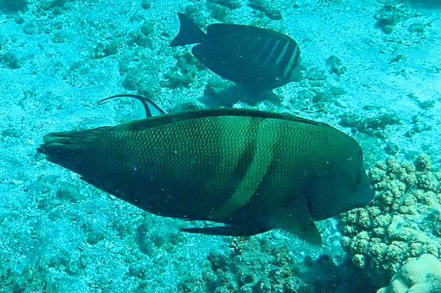 Click to View Clown Coris ♂ w Sailfin Tang<br><span style='font-size:12px'><i>Dave & Rose</i></span>