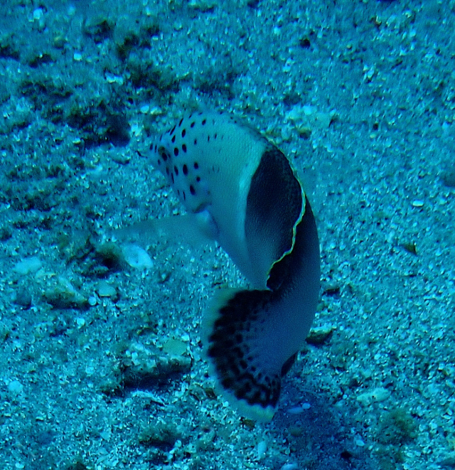 Click to View Clown Coris ♀<br><span style='font-size:12px'><i>Dave & Rose</i></span>