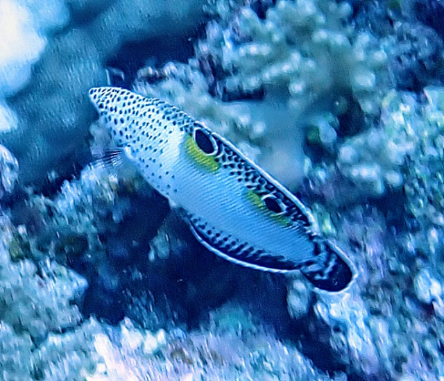 Click to View Clown Coris - Juvenile<br><span style='font-size:12px'><i>Dave & Rose</i></span>