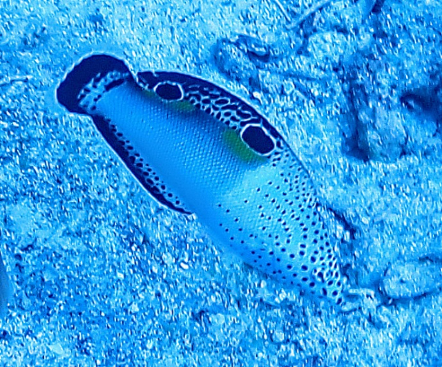 Click to View Clown Coris - juvenile<br><span style='font-size:12px'><i>Dave & Rose</i></span>