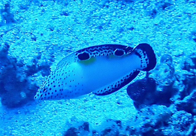 Click to View Clown Coris - juvenile<br><span style='font-size:12px'><i>Dave & Rose</i></span>