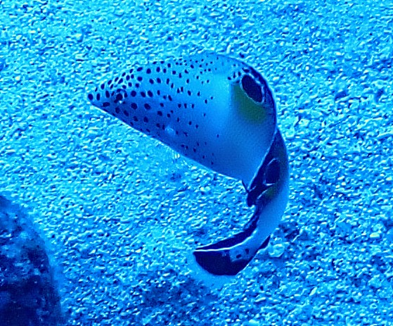 Click to View Clown Coris - juvenile<br><span style='font-size:12px'><i>Dave & Rose</i></span>