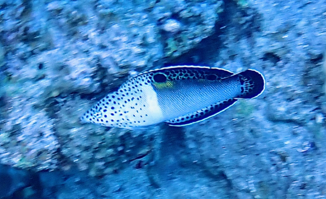 Click to View Clown Coris - juvenile<br><span style='font-size:12px'><i>Dave & Rose</i></span>