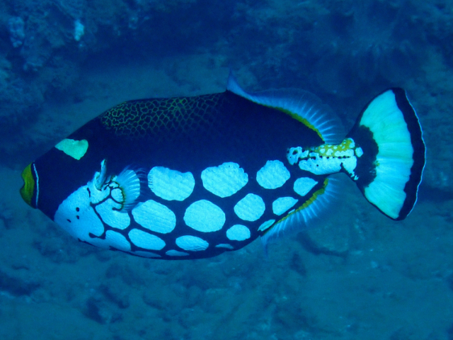 Click to View Clown Triggerfish<br><span style='font-size:12px'><i>Dave & Rose</i></span>