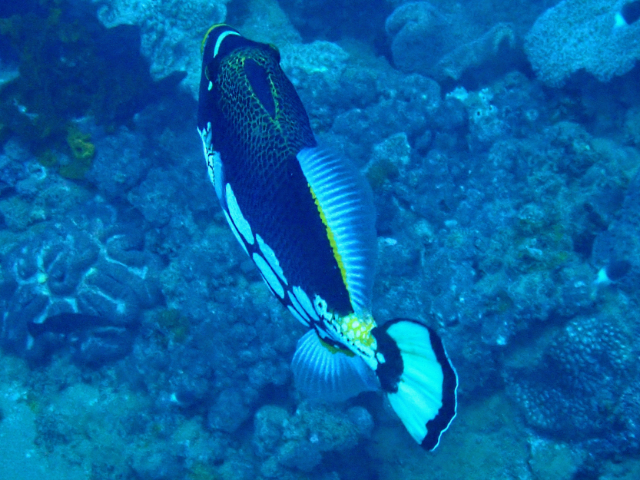 Click to View Clown Triggerfish<br><span style='font-size:12px'><i>Dave & Rose</i></span>