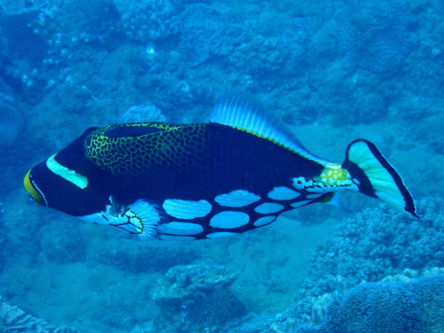 Click to View Clown Triggerfish<br><span style='font-size:12px'><i>Dave & Rose</i></span>