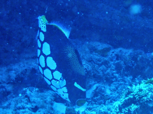 Click to View Clown Triggerfish<br><span style='font-size:12px'><i>Dave & Rose</i></span>