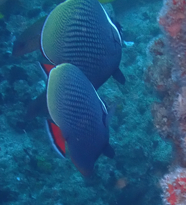 Click to View Collared Butterflyfish<br><span style='font-size:12px'><i>Dave & Rose</i></span>