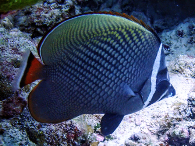 Click to View Collared Butterflyfish<br><span style='font-size:12px'><i>Dave & Rose</i></span>