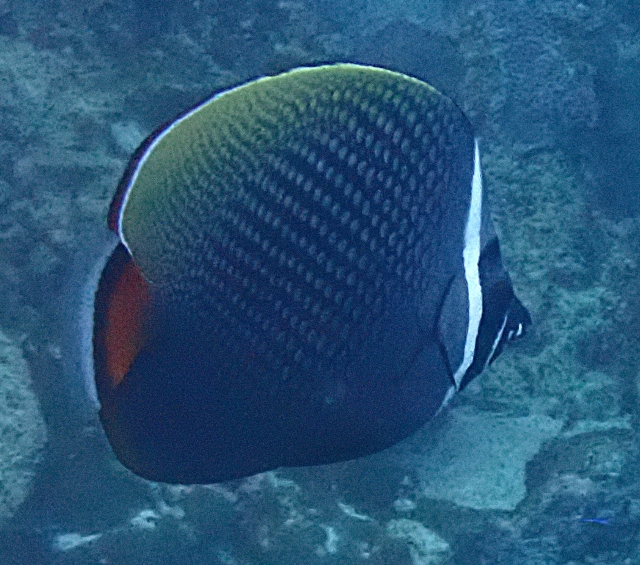 Click to View Collared Butterflyfish<br><span style='font-size:12px'><i>Dave & Rose</i></span>