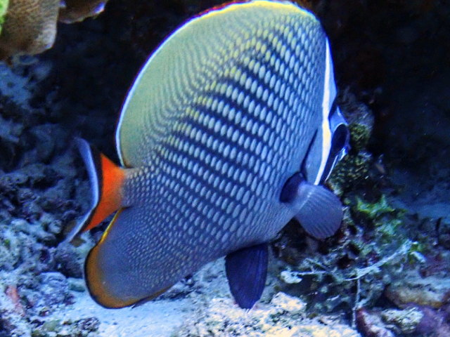 Click to View Collared Butterflyfish<br><span style='font-size:12px'><i>Dave & Rose</i></span>
