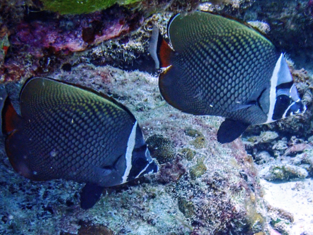 Click to View Collared Butterflyfish<br><span style='font-size:12px'><i>Dave & Rose</i></span>