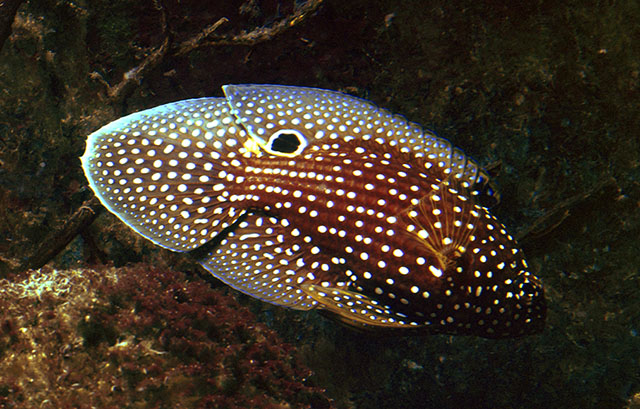 Click to View Comet<br><span style='font-size:12px'><i>Fishbase</i></span>