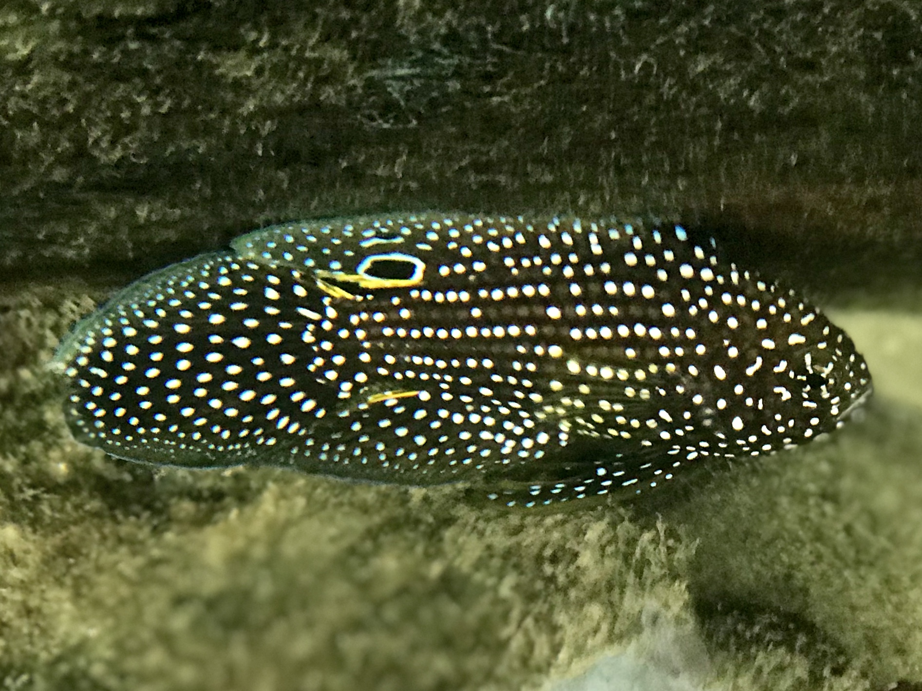 Click to View Comet<br><span style='font-size:12px'><i>Fishbase</i></span>